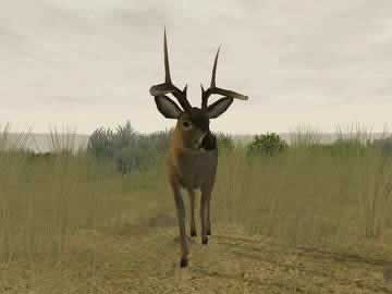 deer hunter game 2005